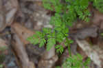 Hairyfruit chervil